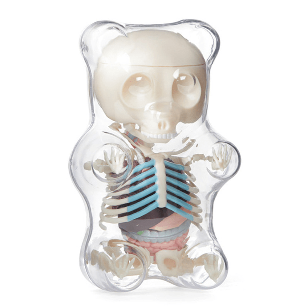 Figura de acción de ensamblaje de anime con esqueleto de oso de goma, modelo de anatomía 4D MASTER STEM, regalos, modelo de animal científico