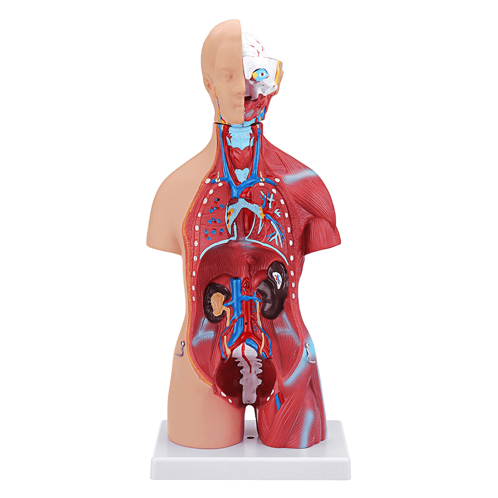 55Cm Human Anatomy Unisex Torso Assembly Visceral Anatomical Model