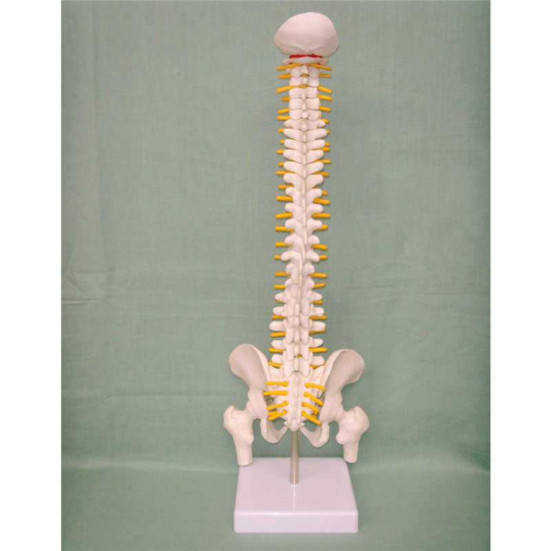 45CM Spine Model with Pelvis Femur Heads 1/2 Life Lab Equipment Detailed Toys