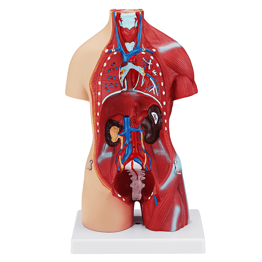 55Cm Human Anatomy Unisex Torso Assembly Visceral Anatomical Model