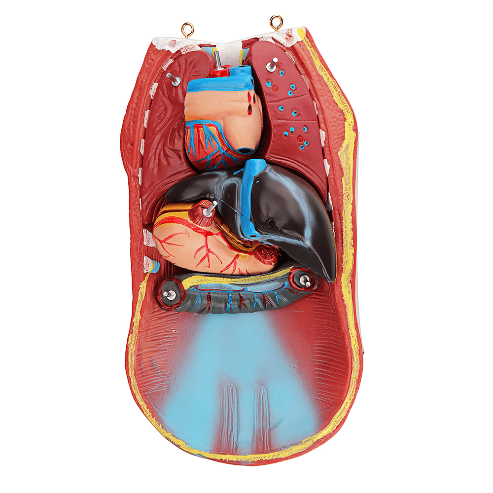 55Cm Human Anatomy Unisex Torso Assembly Visceral Anatomical Model