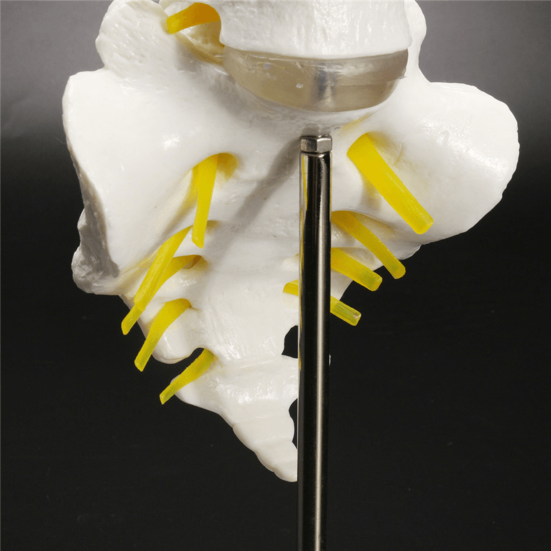 Modèle anatomique de la colonne vertébrale lombaire humaine chiropratique grandeur nature de 12 pouces