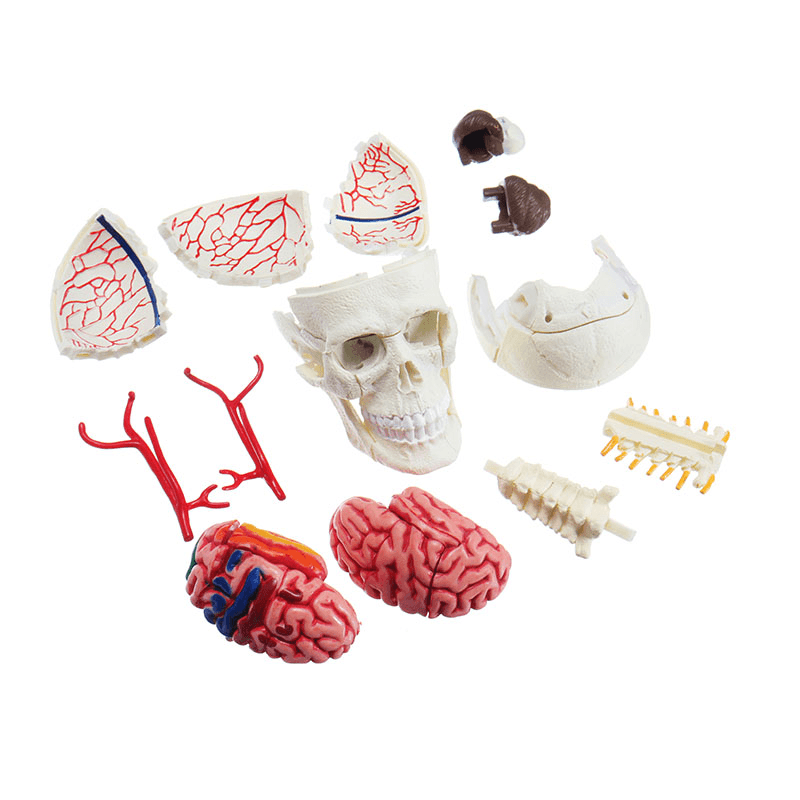 Rompecabezas 4D MASTER DIY STEM de 39 piezas, modelo médico neuroanatómico de juguete con cráneo y cerebro