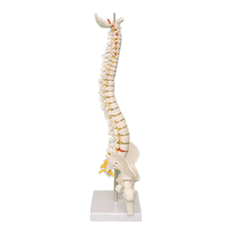 45CM Spine Model with Pelvis Femur Heads 1/2 Life Lab Equipment Detailed Toys