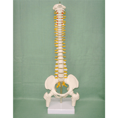 45CM Spine Model with Pelvis Femur Heads 1/2 Life Lab Equipment Detailed Toys