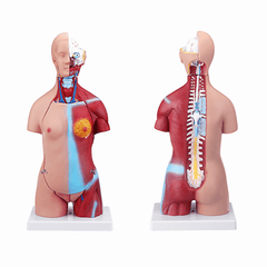 55Cm Human Anatomy Unisex Torso Assembly Visceral Anatomical Model