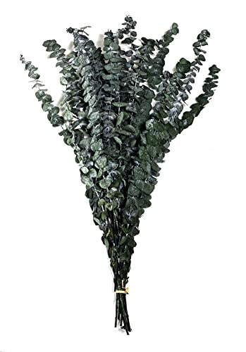 Bouquet d'eucalyptus de qualité supérieure, séché et préservé, CalCastle Craft, grandes branches en vrac de 28 pouces de hauteur, feuilles denses (8 oz)