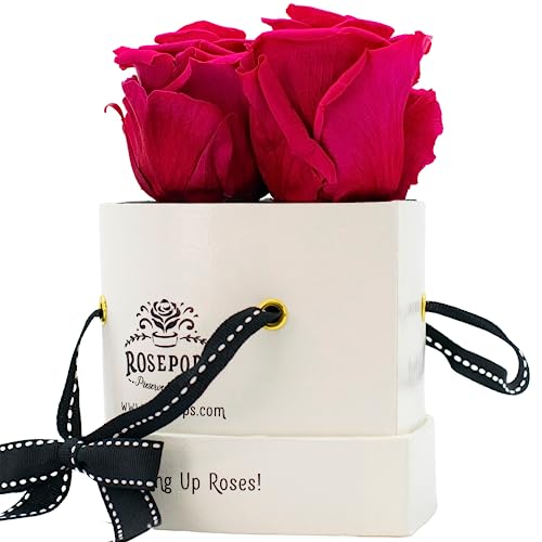 ROSEPOPS Pop-Up Trois vraies roses préservées - Trois fleurs parfumées durent un an ou plus - Boîte en forme de cœur en faux crocodile blanc (roses framboise punch)