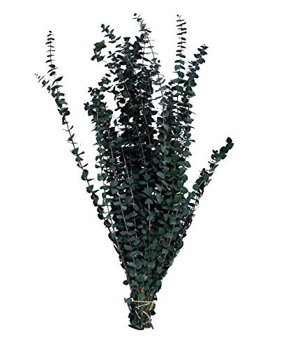 Branches d'eucalyptus séchées et préservées naturelles cultivées en Californie par CalCastle Craft, grandes et grandes, en vrac, 1 lb - Vert