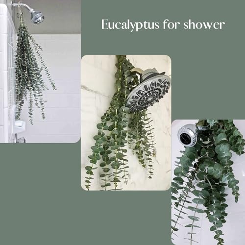 Lot de 20 feuilles d'eucalyptus séchées véritables de 43,2 cm de large, 100 % naturelles, fraîches, à suspendre, pour la douche, les arrangements floraux, pour la maison, le bureau, les mariages, les fêtes