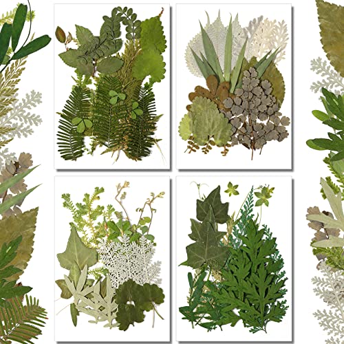 84 Pièces Feuilles Pressées Séchées Fleurs Séchées pour Résine Feuilles Séchées pour Résine Mini Fleurs Séchées pour Artisanat Verdure Séchée Assortiment de Feuilles Séchées pour Art Signets Faits Main DIY 4 Sacs (Style Vif)