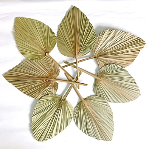 Lot de 7 feuilles de palmier séchées naturelles de 50,8 cm de hauteur x 22,9 cm de largeur, 10 tiges d'herbe de pampa séchée naturelle pour décoration de maison, de mariage ou de fête