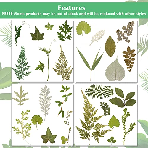 84 Pièces Feuilles Pressées Séchées Fleurs Séchées pour Résine Feuilles Séchées pour Résine Mini Fleurs Séchées pour Artisanat Verdure Séchée Assortiment de Feuilles Séchées pour Art Signets Faits Main DIY 4 Sacs (Style Vif)