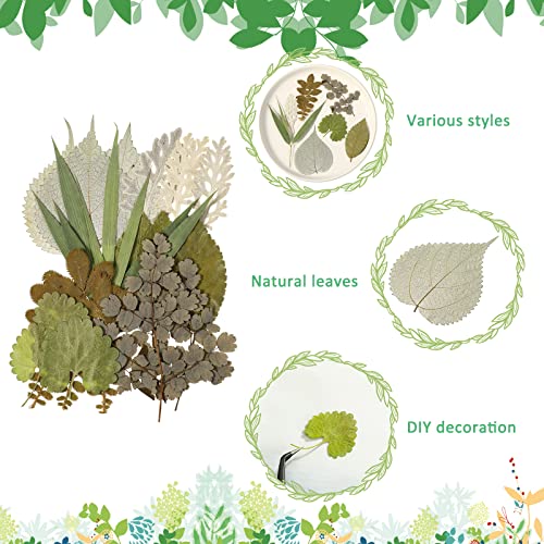 84 Pièces Feuilles Pressées Séchées Fleurs Séchées pour Résine Feuilles Séchées pour Résine Mini Fleurs Séchées pour Artisanat Verdure Séchée Assortiment de Feuilles Séchées pour Art Signets Faits Main DIY 4 Sacs (Style Vif)