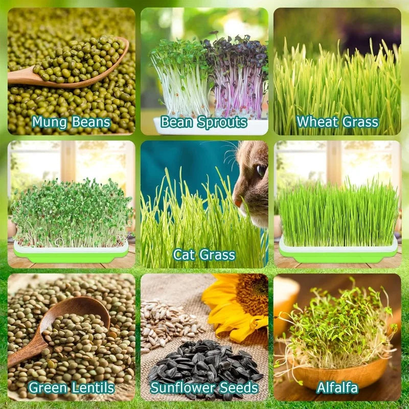 Double-Layer Seed Sprouting Tray, 22 × 14.5 cm, 1–3 Pack