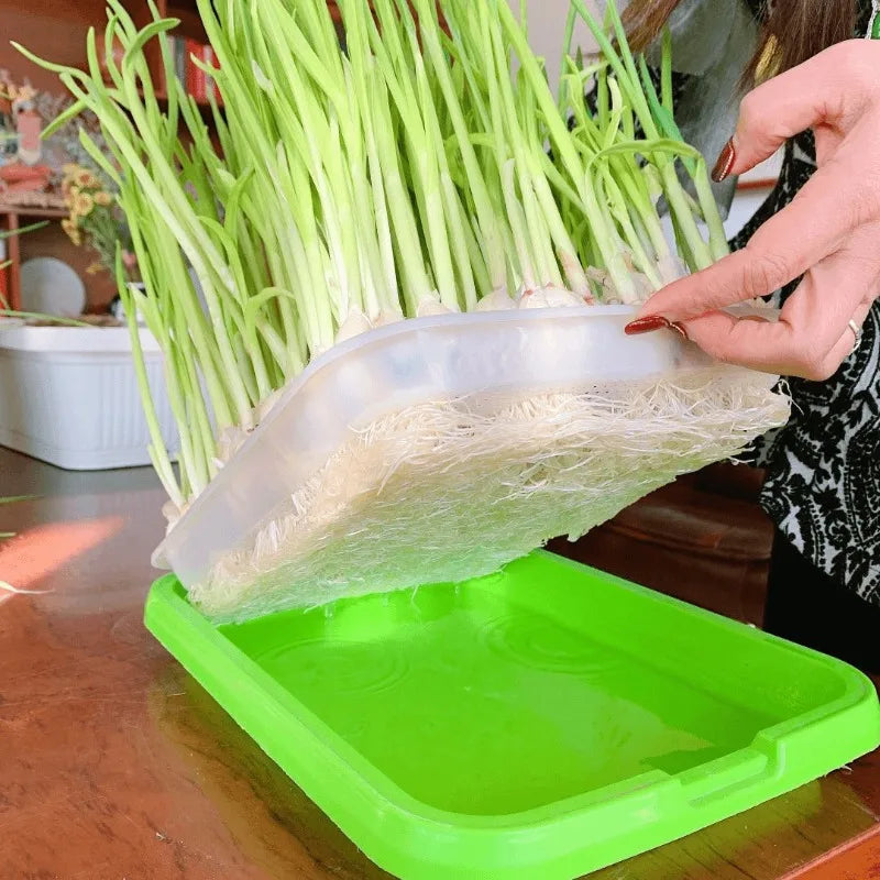 Double-Layer Seed Sprouting Tray, 22 × 14.5 cm, 1–3 Pack