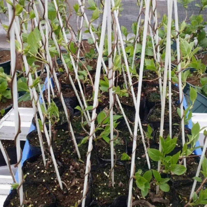 Greenhouse Hoops Suitable for Wider Plant Tunnels, Anti Rust Glass Fiber Support Hoop Frames, and Plant Supported Garden Piles