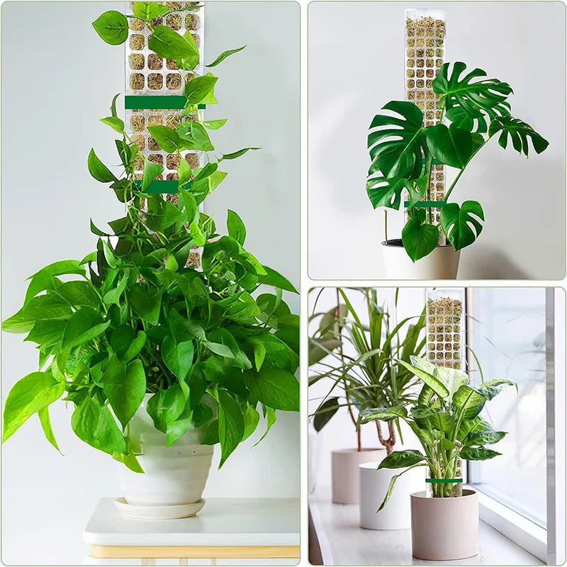 Clear Plastic Moss Pole for Climbing Plants, 38 or 60 cm