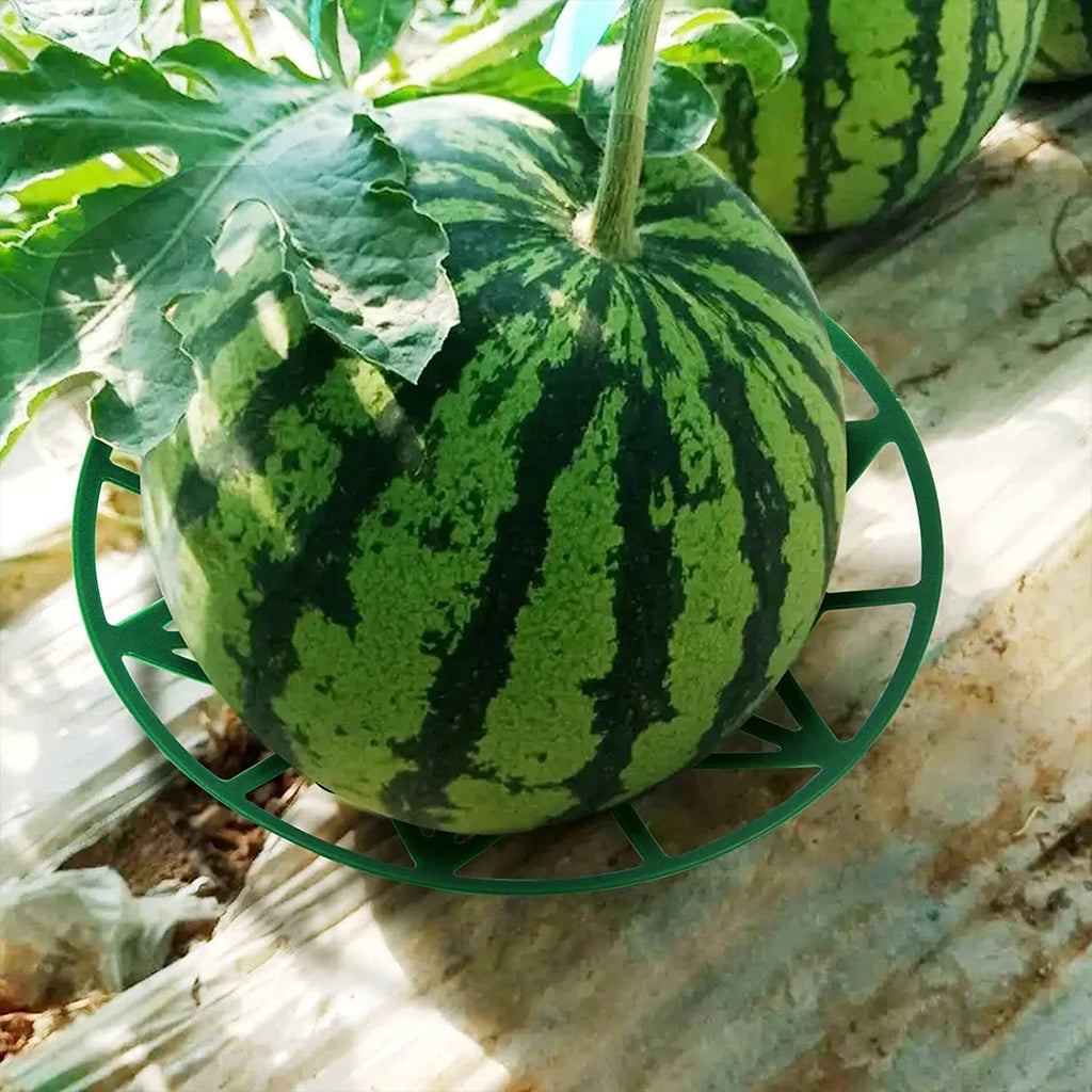 Melon and Pumpkin Cradles, 19.5 cm, 10 Pack