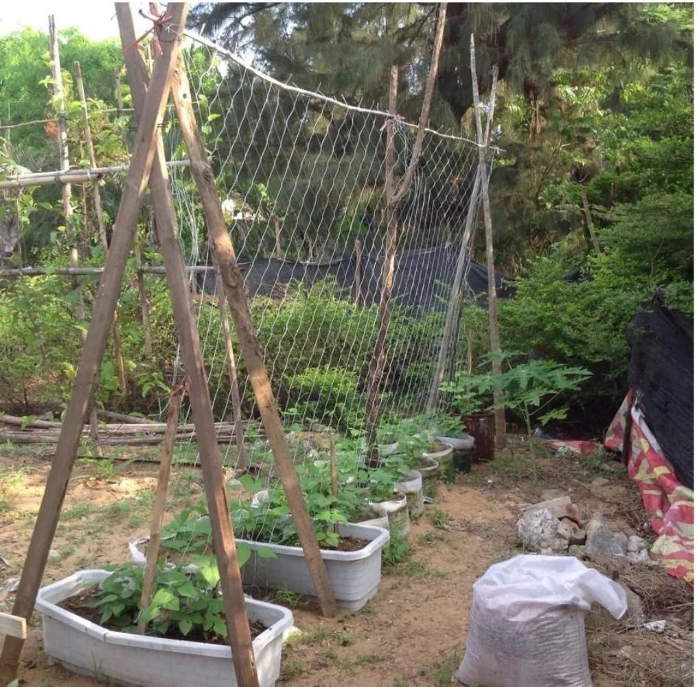 White Polyester Trellis Netting for Climbing Vegetables, 4 × 8 ft to 10 × 30 ft