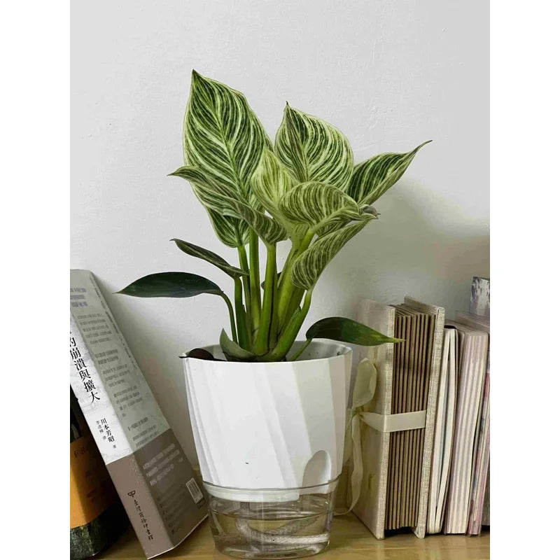 Transparent Double Layer Self Watering Planter, Automatic Water Absorbing Hydroponic Flower Pot for Office Decor