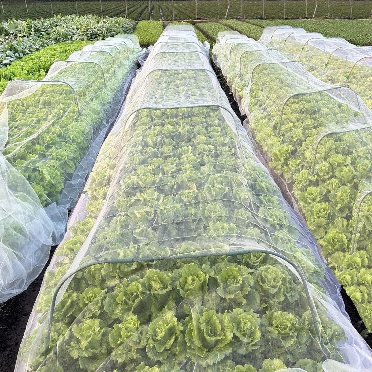 White 60-Mesh Insect Netting for Vegetables, 2.5 m Wide, 3–30 m Long
