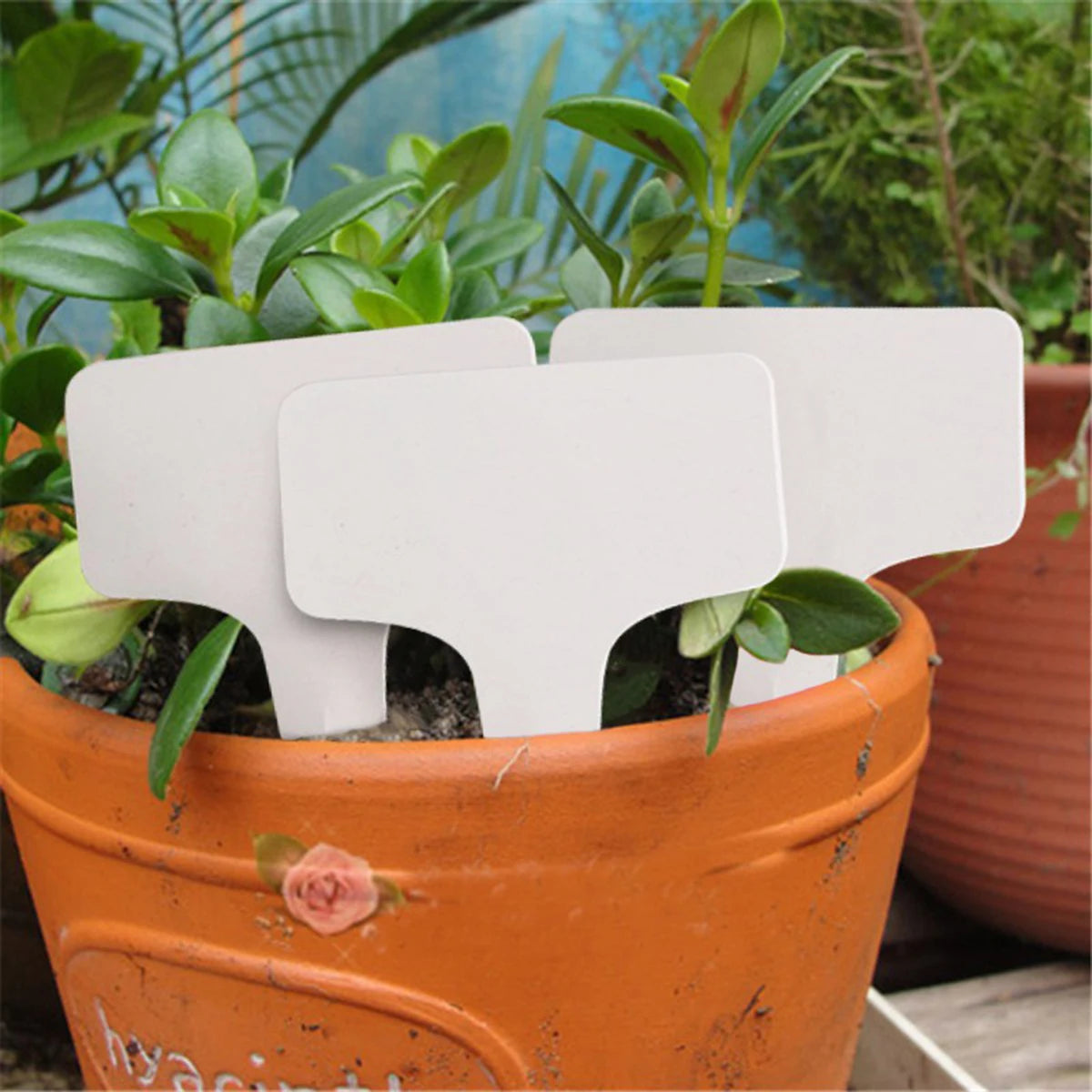 White PVC T-Type Plant Labels, 6 × 10 cm, 50–200 Pack