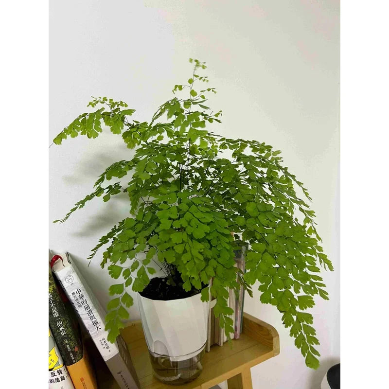 Transparent Double Layer Self Watering Planter, Automatic Water Absorbing Hydroponic Flower Pot for Office Decor