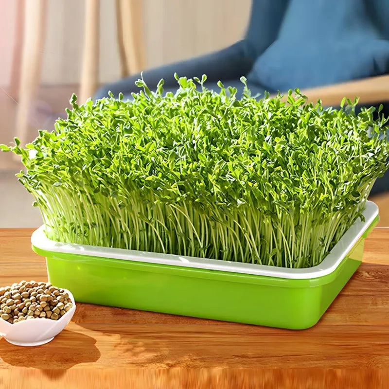 Double-Layer Seed Sprouting Tray, 22 × 14.5 cm, 1–3 Pack
