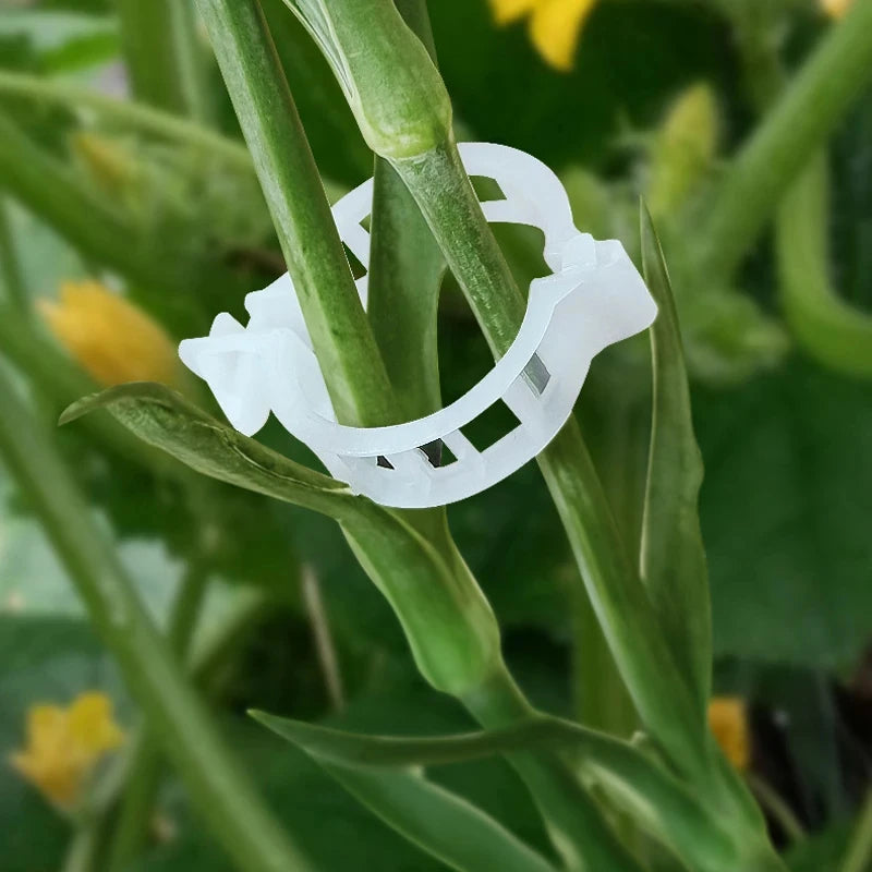 Plant Support Clips Reusable Plastic Plant Vine Protection Grafting Fixing Tools for Vegetable Tomato Garden Supplies