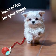 Clever ChewRoll Toy | Interactive Rolling Ball